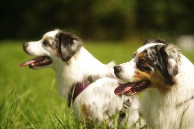 İki köpek çimenli bir arazide oturuyor, birinin mor bir koşumu var. Köpekler kameraya bakıyor ve dışarıda eğleniyor gibi görünüyorlar..