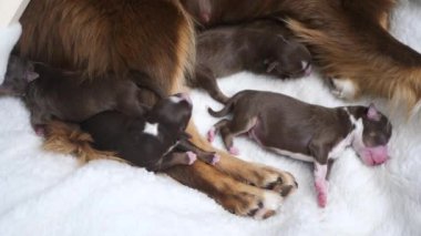 Anne bir köpek yavrusuyla beyaz bir battaniyeye uzanıyor. Yavruların hepsi uyuyor ve anne köpek onlara bakıyor..