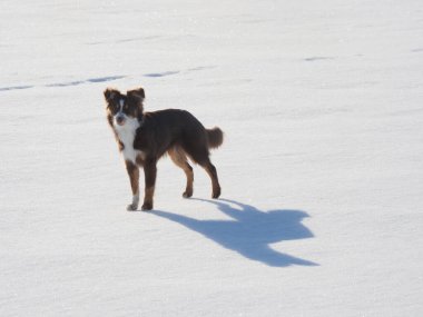 Bir köpek karın üzerinde duruyor, kameraya bakıyor. Görüntü huzurlu ve huzurlu bir ruh haline sahip, çünkü köpek karda yalnız, sahnede başka insan ya da hayvan yok..