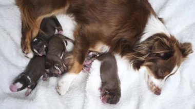 Anne bir köpek yavrusuyla beyaz bir battaniyeye uzanıyor. Yavruların hepsi farklı boyutlarda ve ona yakın duruyorlar..