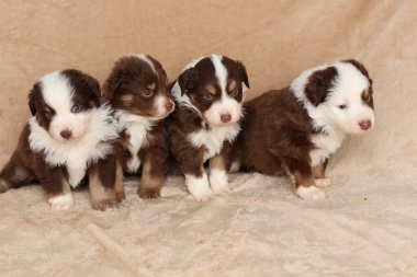 Dört köpek yavrusu bir battaniyenin üzerinde oturuyor ve kameraya bakıyor. Kahverengi ve beyazlar ve çok tatlı görünüyorlar.