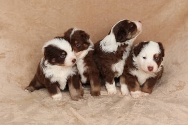 Dört köpek yavrusu bir battaniyenin üzerinde oturuyor ve kameraya bakıyor. Yavrular kahverengi ve beyaz ve birbirlerine eşlik etmekten zevk alıyor gibi görünüyorlar. Sahne sıcak ve davetkar.