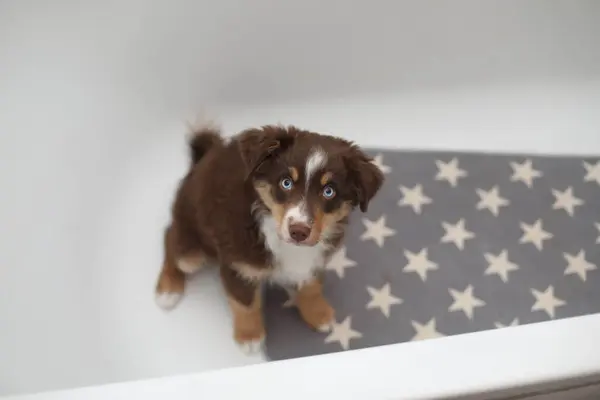 Kahverengi ve beyaz bir köpek küvette oturuyor. Köpek tuhaf bir ifadeyle kameraya bakıyor.