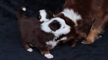 Küçük kahverengi ve beyaz köpek büyük kahverengi ve beyaz bir köpekle oynuyor. Küçük köpek bir köpek yavrusu ve büyük köpekle etkileşimin tadını çıkarıyor.