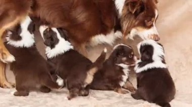 Bir grup yavru köpek oynuyor ve bir tanesi emziriyor. Yavrular kahverengi ve beyaz.