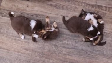 Tahta bir zeminde üç yavru köpek oynuyor. Yavrulardan biri yerde yatıyor ve diğer ikisi onunla oynuyor.