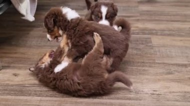 Tahta zeminde oynayan üç yavru köpek. Yavrulardan biri sırt üstü yatıyor ve diğer ikisi onunla oynuyor.