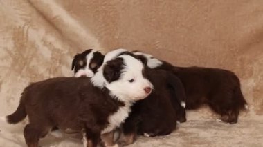 Yavru köpekler bir kanepede yatıyor. Kahverengi ve beyazlar. Yavrular çok sevimli ve neşeli.