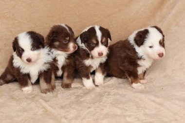 Dört köpek yavrusu bir battaniyenin üzerinde oturuyor ve kameraya bakıyor. Hepsi kahverengi ve beyaz, ve çok sevimli görünüyorlar.