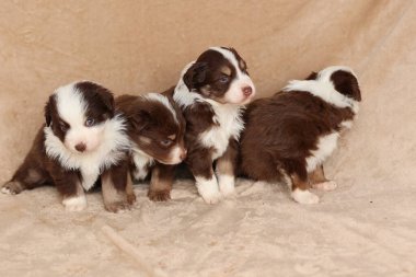 Dört köpek yavrusu bronz bir battaniyenin üzerinde duruyor. Kahverengi ve beyazlar. Yavrular kameraya bakıyor.