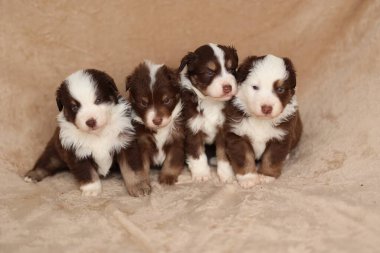 Dört köpek yavrusu bir battaniyenin üzerinde oturuyor ve kameraya bakıyor. Kahverengi ve beyazlar ve çok tatlı görünüyorlar.