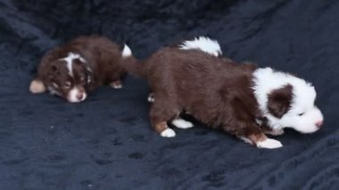 Üç köpek yavrusu siyah bir yüzeyde oturuyor. Biri kahverengi ve beyaz, diğer ikisi kahverengi.