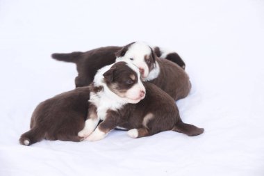 Üç köpek yavrusu beyaz bir battaniyenin üzerinde yatıyor. Kahverengi ve beyazdırlar.