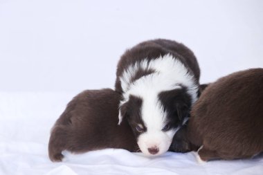 Üç köpek yavrusu beyaz bir çarşafın üzerinde yatıyor, biri kahverengi ve beyaz. Yavrular sevimli ve şakacı ve birbirlerine eşlik etmekten zevk alıyor gibiler.