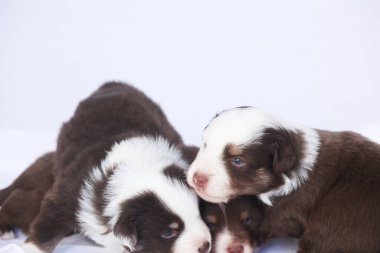 Üç köpek yavrusu beyaz bir yüzeye uzanmış, içlerinden biri kameraya bakıyor. Yavrular kahverengi ve beyaz ve birbirlerine eşlik etmekten zevk alıyor gibi görünüyorlar.