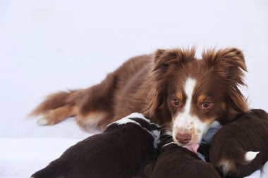 Kahverengi ve beyaz bir köpek diğer iki köpekle birlikte bir yatakta yatıyor.