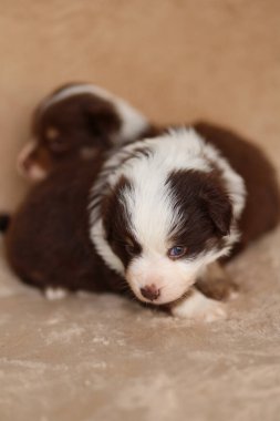 İki yavru bir kanepede oturuyor. Biri kahverengi ve beyaz, diğeri kahverengi ve siyah.