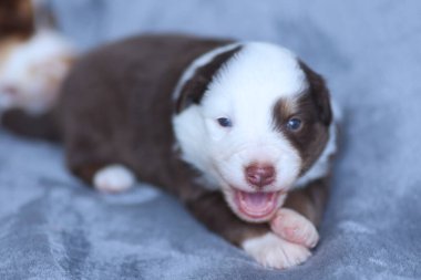 Bir köpek yavrusu ağzı açık ve dili dışarı sarkık bir şekilde battaniyenin üzerinde yatıyor. Yavru köpek kahverengi ve beyaz, mavi gözlü.