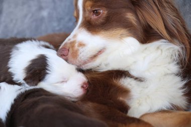 Bir anne köpek yavrularıyla birlikte uzanıyor. Yavrular uyuyor ve anne köpek onları sıcak tutuyor.