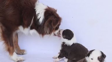 Anne bir köpek yavrularıyla oynuyor. Yavrular kahverengi ve beyaz.