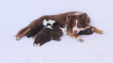 Bir anne köpek yavrularıyla birlikte yerde yatıyor. Huzurlu ve iç açıcı bir sahne.