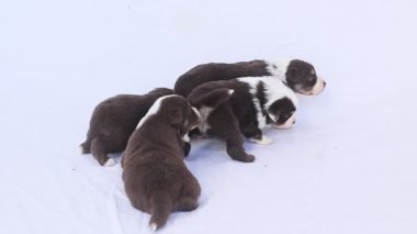 Dört köpek yavrusu karda oynuyor. Biri diğerini yalıyor. Yavrular kahverengi ve beyaz.