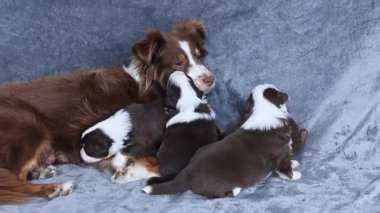 Bir anne köpek yavrularıyla birlikte bir kanepede uzanıyor. Yavruların hepsi farklı boyutlarda ve renklerde ve hepsi annelerine sokulmuş. Sahne sıcak ve samimi.