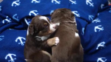 İki yavru, çapa dizaynlı mavi bir battaniyenin üzerinde uyuyorlar. Battaniye yumuşak ve rahattır. Yavruların dinlenmesi için rahat bir yer sağlar..