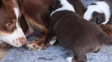 Anne bir köpek yavrularını emziriyor. Yavrular kahverengi ve beyaz.