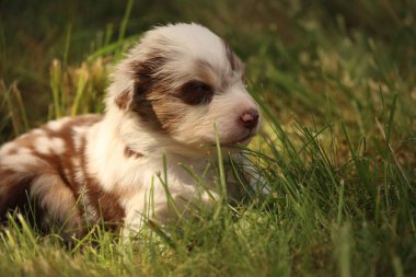 Kahverengi ve beyaz bir köpek yavrusu çimlerin üzerinde yatıyor. Yavru köpek küçük ve sevimli. Çimler yemyeşil ve yemyeşil