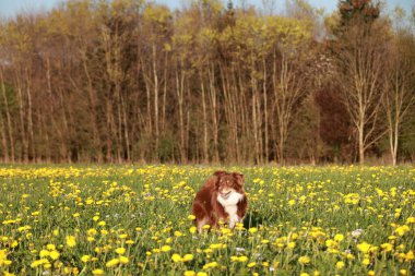 Kahverengi ve beyaz bir köpek sarı çiçeklerle dolu bir tarlada duruyor. Köpek kameraya bakıyor ve güzel manzaranın tadını çıkarıyor.