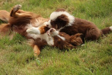 Çimenli bir alanda oynayan iki köpek. Biri bir köpek yavrusu, diğeri ise yetişkin.