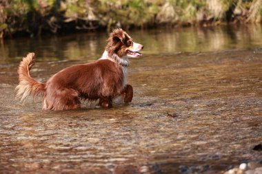 Bir nehirde kahverengi ve beyaz bir köpek oynuyor. Köpek su sıçratıyor ve eğleniyor.