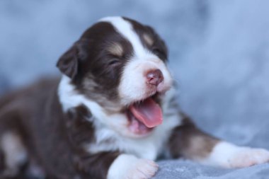 Kahverengi ve beyaz bir köpek yavrusu bir yatakta uyuyor. Yavru köpeğin pembe bir dili var ve horlama sesi çıkarıyor.