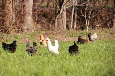 Bir grup tavuk çimenli bir arazide yürüyor. Tavuklar siyah, beyaz ve kahverengi olmak üzere farklı renklerdedir. Sahne huzurlu ve sakin.