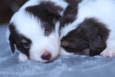 İki köpek yavrusu bir yatakta uyuyor. Biri kahverengi ve beyaz, diğeri kahverengi ve beyaz.