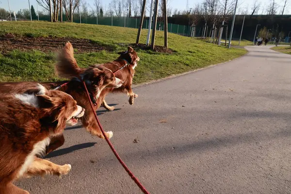 Üç köpek kaldırımda koşuyor, biri kırmızı tasma takıyor. Köpekler kahverengi ve beyaz ve koşmaktan zevk alıyor gibiler.
