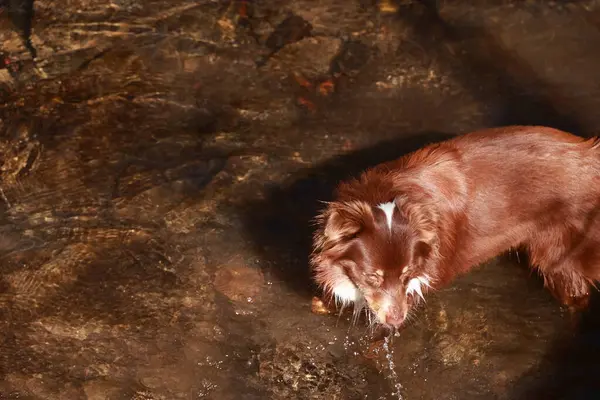 Kahverengi bir köpek dereden su içiyor. Su bulanık ve köpek ıslak.