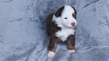 Gri bir battaniyenin üzerinde kahverengi ve beyaz bir köpek yavrusu duruyor. Yavrunun gözü morarmış ve burnu pembeydi.