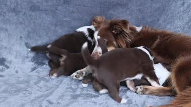 Anne bir köpek yavrularını emziriyor. Yavrular kahverengi ve beyaz. Anne köpek gri bir battaniyeye uzanıyor.