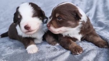 İki köpek yavrusu bir battaniyenin üzerinde yatıyor, bunlardan biri kahverengi ve beyaz. Diğeri kahverengi ve siyah.