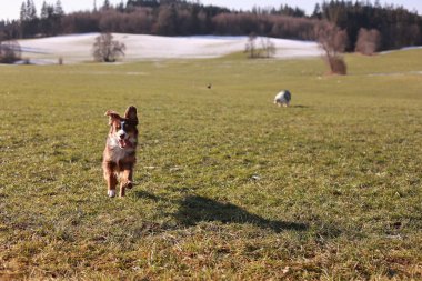 Arka planda koyun olan bir köpek tarlada koşuyor. Köpek bir topla oynuyor ve koyunlar otluyor. Sahne huzurlu ve sakin, köpek dışarıda vakit geçiriyor.