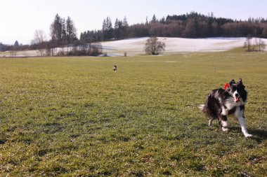 Kırmızı yakalı bir köpek tarlada koşuyor. Köpek siyah ve beyazdır. Alan yeşil ve arka planda birkaç ağaç var.