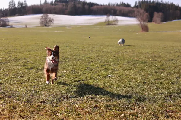Arka planda koyun olan bir köpek tarlada koşuyor. Köpek bir topla oynuyor ve koyunlar otluyor. Sahne huzurlu ve sakin, köpek dışarıda vakit geçiriyor.
