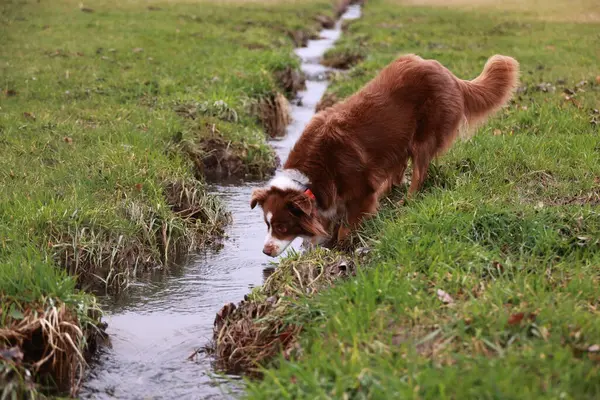 Kahverengi bir köpek çimenli bir alanda suyu kokluyor. Köpek suya bakıyor ve onu merak ediyor.