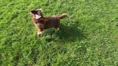 Çimenli bir alanda kahverengi bir köpek koşuyor. Köpek uzaktaki bir şeye bakıyor.
