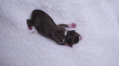 Küçük bir köpek yavrusu beyaz bir battaniyenin üzerinde uyuyor..