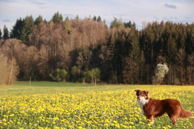 Sarı çiçeklerle dolu bir tarlada kahverengi bir köpek duruyor. Köpek sağa bakıyor.