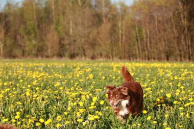 Kahverengi bir köpek sarı çiçek tarlasında koşuyor. Köpek mutlu ve dışarıda eğleniyor.