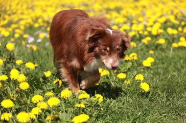 Kahverengi bir köpek sarı çiçeklerle dolu bir tarlada yürüyor. Köpek çiçekleri kokluyor gibi görünüyor, muhtemelen kokudan zevk alıyor. Sahne huzurlu ve sakin, köpekle birlikte.